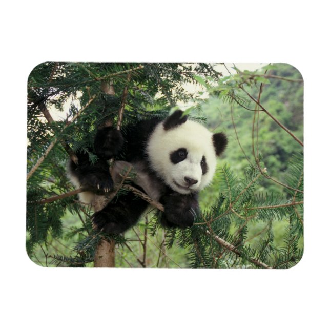 Magnet Flexible Jeune panda géant grimpe à un arbre, vallée de Wol (Horizontal)
