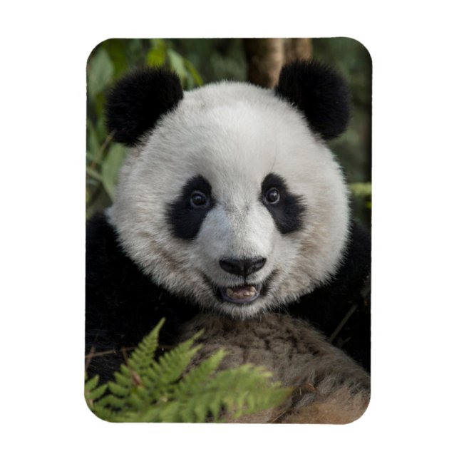 Magnet Flexible Jeune panda heureux, Chine (Vertical)