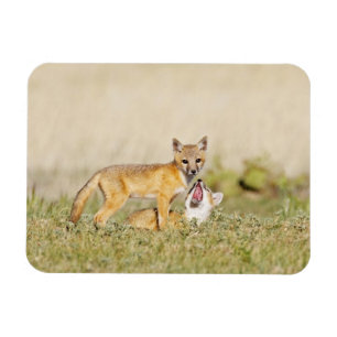 Magnet Flexible Jeune Renard véloce (Vulpes macrotis) au terrier,