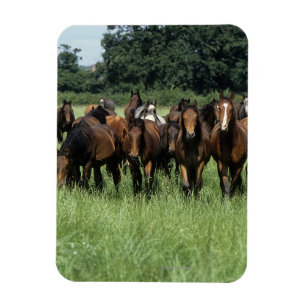 Magnet Flexible Jeunes de pur sang