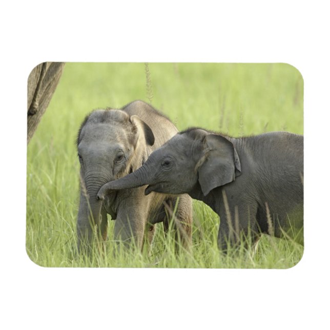 Magnet Flexible Jeunes éléphants d'Inde / d'Asie (Horizontal)