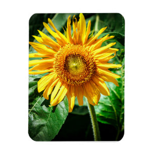Magnet Flexible Joie de Tournesol