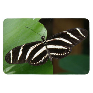 Magnet Flexible Joli aimant de Flexi de papillon de Longwing de