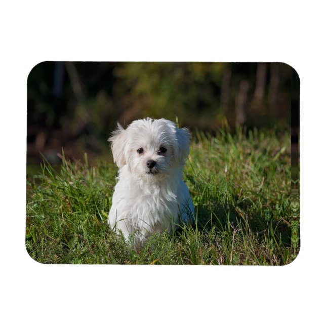 Magnet Flexible Joli chiot blanc (Horizontal)