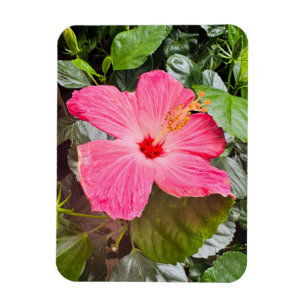 Magnet Flexible Joli Hibiscus rose