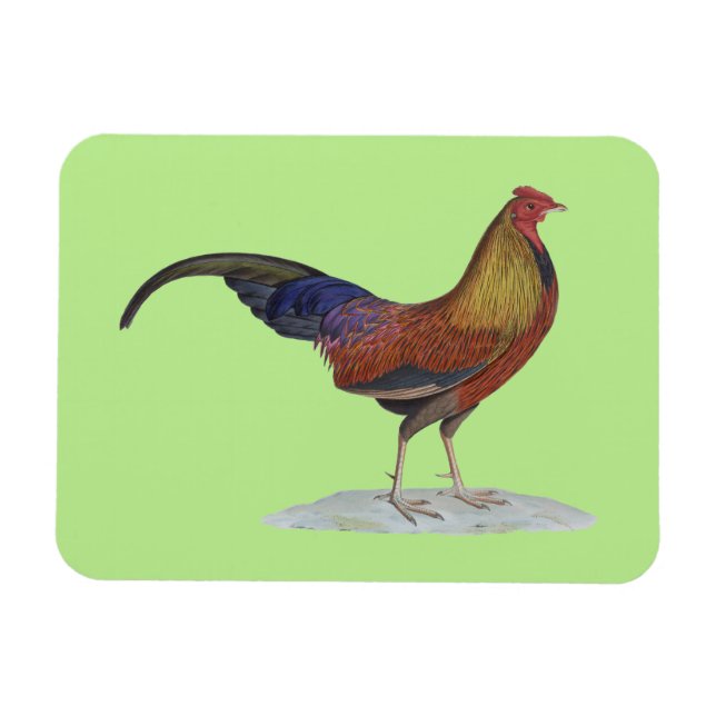 Magnet Flexible Joli Rooster d'alerte (Horizontal)