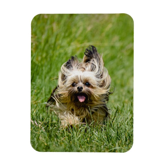 Magnet Flexible Joli Yorkshire Terrier courant dans l'herbe (Vertical)