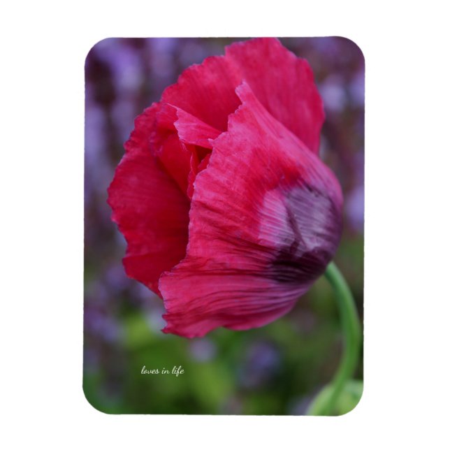 Magnet Flexible Jolie Fleur de Pavot Rose et Violet (Vertical)