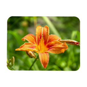 Magnet Flexible Jolie grande fleur Lily photo