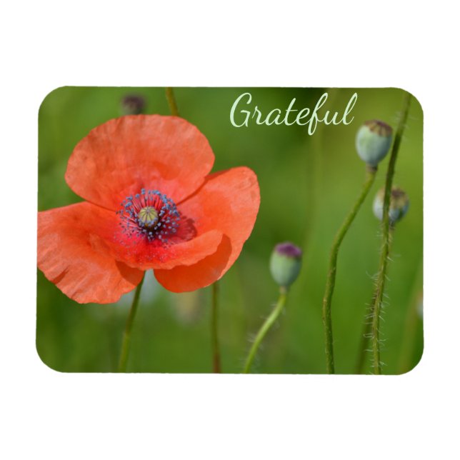 Magnet Flexible Jolie Gratitude Red Poppy (Horizontal)