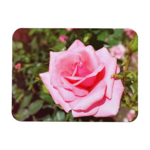 Magnet Flexible jolie rose rose fleur avec coeurs doux