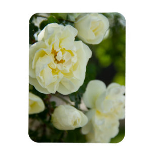 Magnet Flexible Jolies roses blanches pour positif 