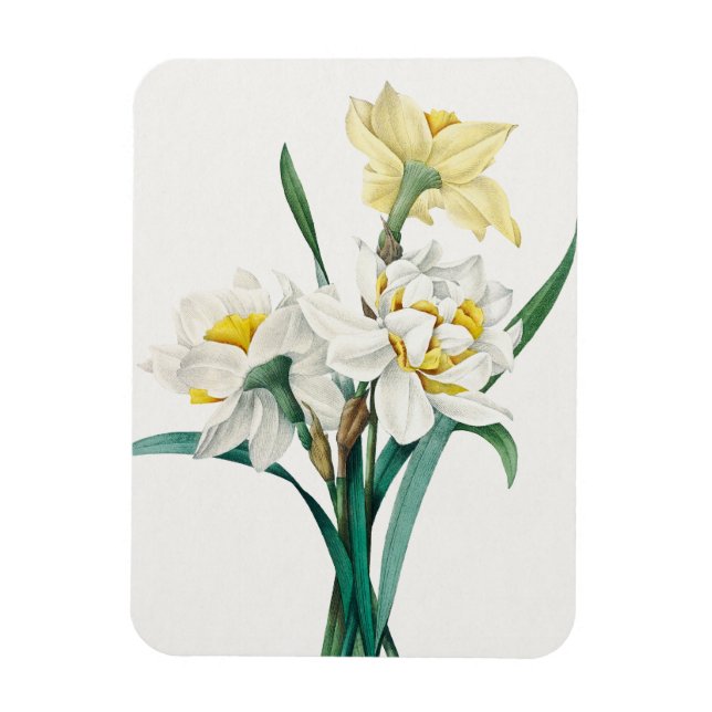 Magnet Flexible Jonquille double, Pierre-Joseph Redouté, 1827 (Vertical)