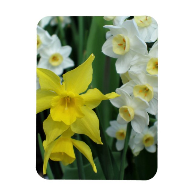 Magnet Flexible Jonquilles (Vertical)