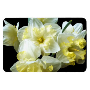 Magnet Flexible Jonquilles Narcisse Fleurs Blanches Jaunes de Prin