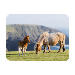 Magnet Flexible Jument avec poulain, îles Shetland, Écosse