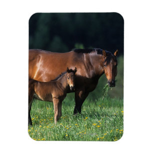 Magnet Flexible Jument et poulain 1 de pur sang