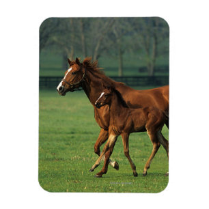 Magnet Flexible Jument et poulain 3 de pur sang