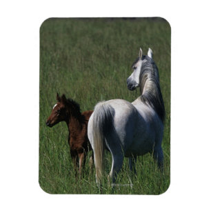 Magnet Flexible Jument et poulain arabes