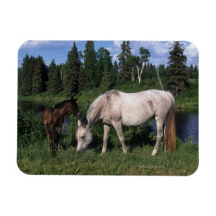 Magnet Flexible Jument et poulain arabes 2