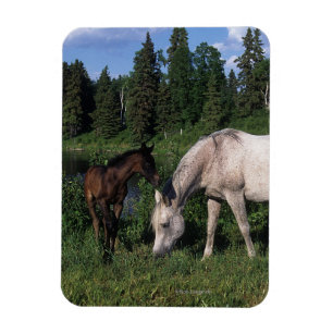 Magnet Flexible Jument et poulain arabes 2