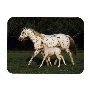 Magnet Flexible Jument et poulain d'Appaloosa dans le domaine