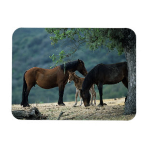 Magnet Flexible Jument et poulain sauvages de mustang