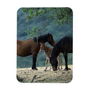 Magnet Flexible Jument et poulain sauvages de mustang