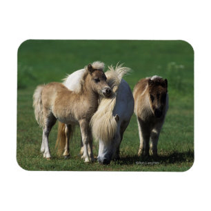 Magnet Flexible Jument et poulains miniatures 1