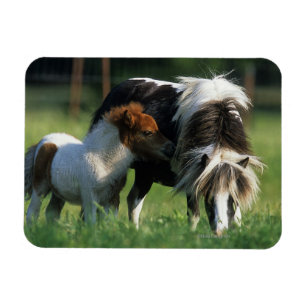 Magnet Flexible Jument et poulains miniatures 2