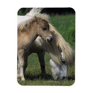 Magnet Flexible Jument et poulains miniatures 3