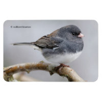 Junco à ardoise foncée sur l'arbre à poires
