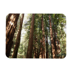 Magnet Flexible Jusqu'aux séquoias II à Muir Woods National Monume