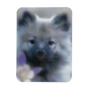 Magnet Flexible Keeshond et Columbine - Photo de chien