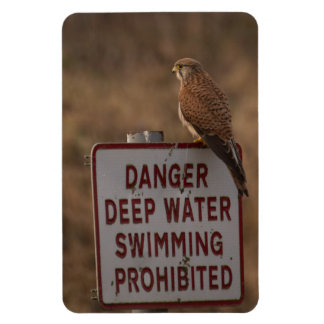 Magnet Flexible Kestrel