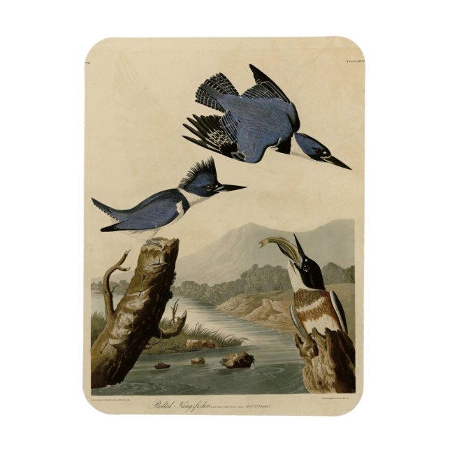 Magnet Flexible Kingfisher Belted des oiseaux d'Amérique d'Audubon (Vertical)