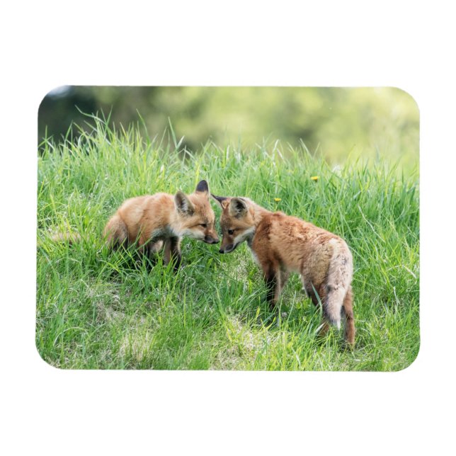 Magnet Flexible Kits Red Fox (Horizontal)