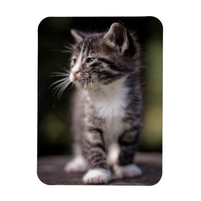 Magnet Flexible Kitten Standing Tall (Vertical)