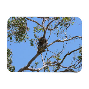 Magnet Flexible Koala Nap