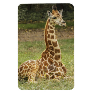 Magnet Flexible La faune de Giraffe