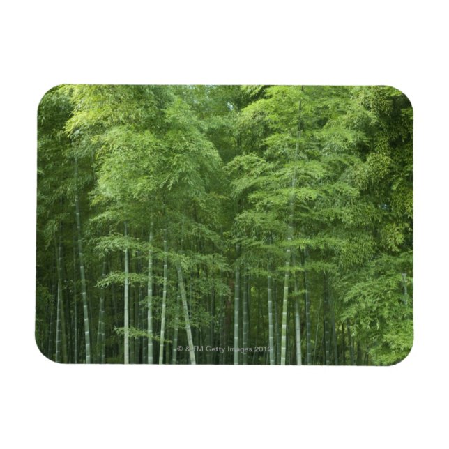 Magnet Flexible La forêt de Bamboo (Horizontal)