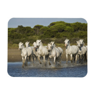 Magnet Flexible La France, Camargue. Chevaux courus par l'estuaire