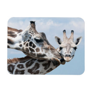 Magnet Flexible La girafe embrasse son veau