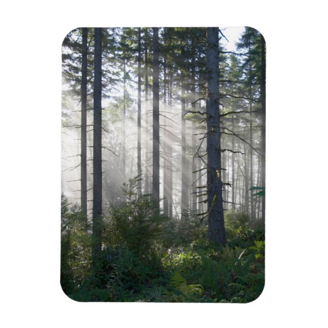 Magnet Flexible La lumière du soleil traverse une forêt agitée (Vertical)