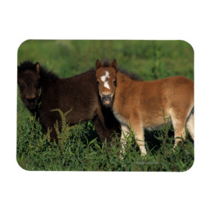Magnet Flexible La miniature pouline dans l'herbe