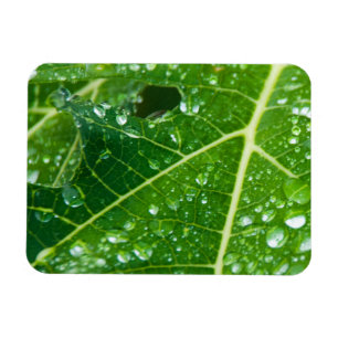 Magnet Flexible La pluie tombe sur la feuille de Papaya vert tropi