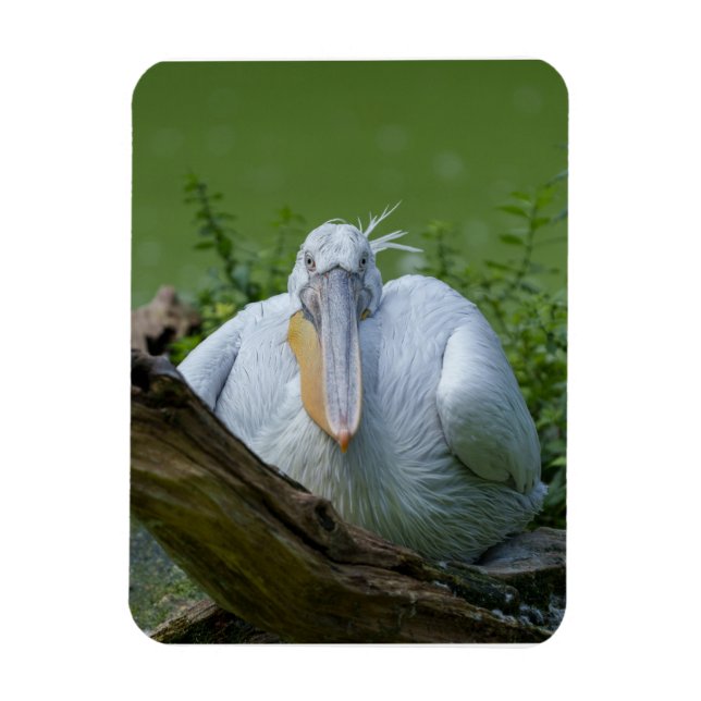 Magnet Flexible La sérénité du pélican, un regard captivant (Vertical)