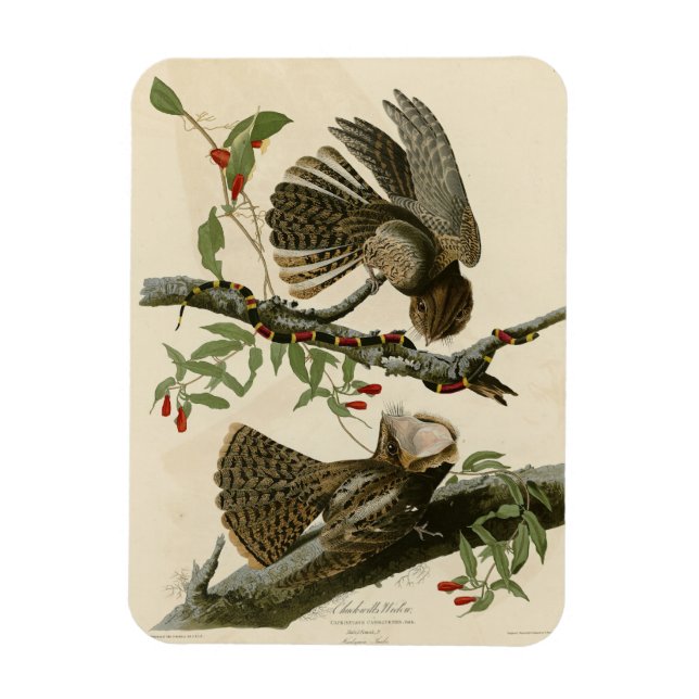 Magnet Flexible La veuve de Chuck-will - Les oiseaux d'Amérique d' (Vertical)