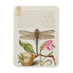 Magnet Flexible La vie du jardin, Libellule, Poire, Œillet et Inse