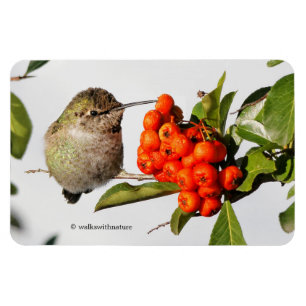 Magnet Flexible L'adorable colibri Anna sur Berry Bush